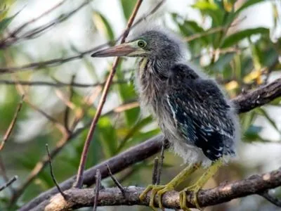 Avistajes Posada de La Laguna