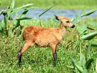 Cabalgatas Posada de la Laguna