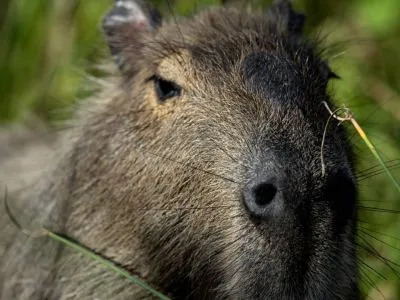 Cabalgatas Posada de la Laguna