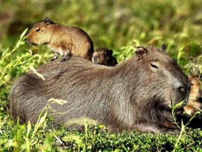 Cabalgatas Posada de la Laguna