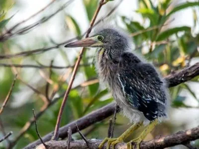 Cabalgatas Posada de la Laguna