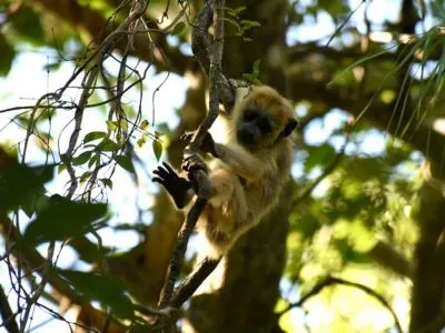 Posada de la Laguna Safáris fotográficos  en  Esteros del Iberá