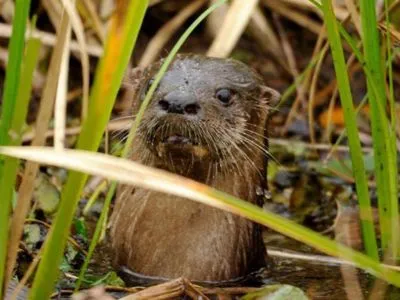 Safáris fotográficos Posada de la Laguna