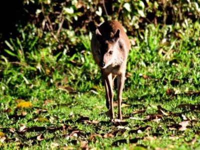 Safáris fotográficos Posada de la Laguna