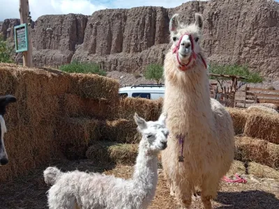 Turismo Aventura Caravana de Llamas