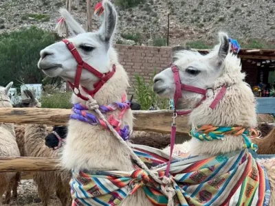 Turismo Aventura Caravana de Llamas