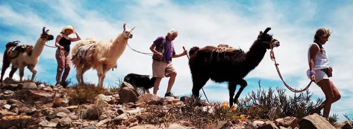 Turismo Aventura Caravana de Llamas