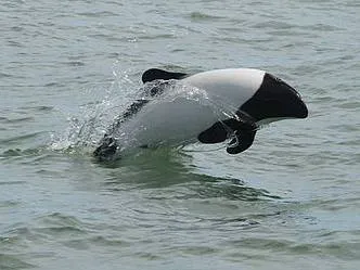 Estación Maritima Wildlife Observation  in  Rawson