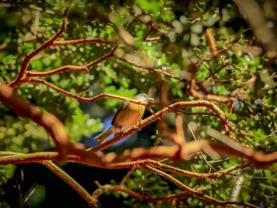 Paseos Lacustres Quetrihue Viajes y Turismo