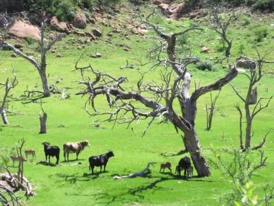 Campings Organizados Punta de Mahr