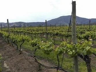Latina Real Tours Wine Tours  in  Mendoza