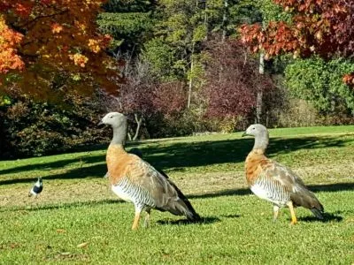 Cabañas 2 estrellas Cabañas Los Manzanos
