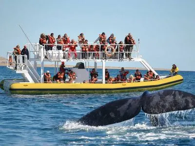 Southern Spirit- Yellow Submarine Avistajes  en  Puerto Pirámides