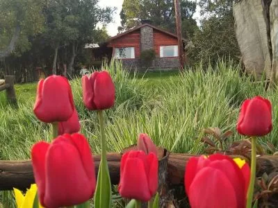 Cabañas Aldea Aliwen