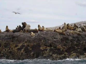 Diving Patagonia Austral Expeditions