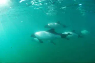 Diving Patagonia Austral Expeditions