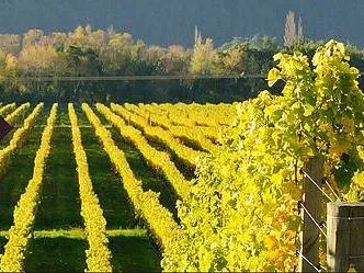 Bodega Trapiche Wine Makers  in  Mendoza