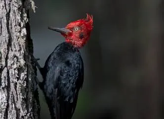 Travel and Tourist Agency Magellanic Nature Tours