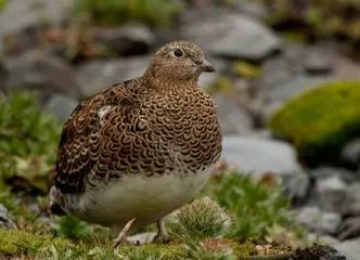 Travel and Tourist Agency Magellanic Nature Tours