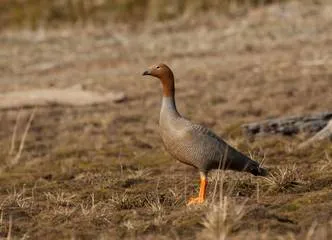 Travel and Tourist Agency Magellanic Nature Tours