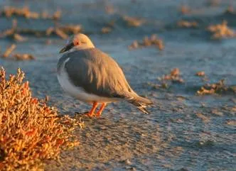 Travel and Tourist Agency Magellanic Nature Tours