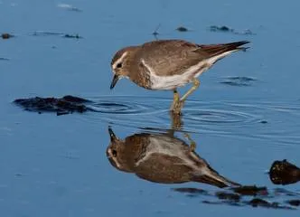 Travel and Tourist Agency Magellanic Nature Tours