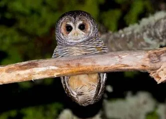 Travel and Tourist Agency Magellanic Nature Tours