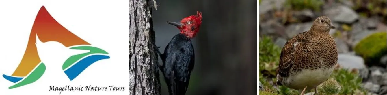 Travel and Tourist Agency Magellanic Nature Tours