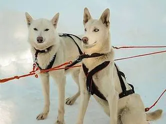 Siete Lagos Turismo Travesías/expediciones con Trineo de Perros  en  San Martín de los Andes