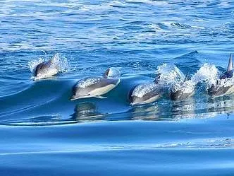 Cruceros Ecológicos Wildlife Observation  in  Puerto Madryn
