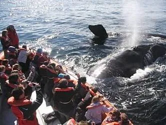 Cruceros Ecológicos Sea Outings  in  Puerto Madryn