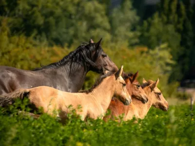 Horseback Riding Trips Rincón de los Oscuros