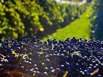 Landscape & Wine Tours de Bodegas  en  Mendoza