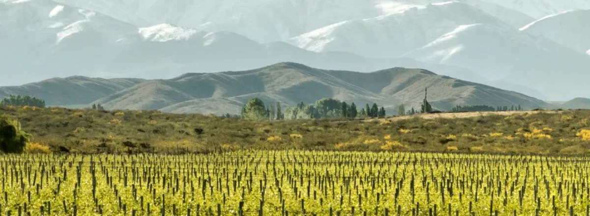 Tours de Bodegas Sak Wine & Travel