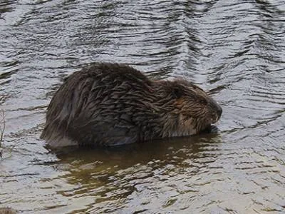 Tierra del Fuego Aventura Wildlife Observation  in  Ushuaia