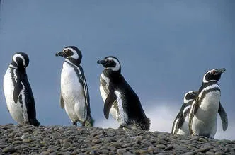 Punta León Hoteles 3 estrellas  en  Rawson