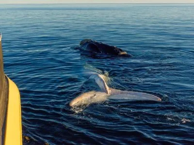 Travel and Tourist Agency Sussanich Turismo