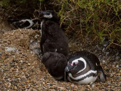 Travel and Tourist Agency Sussanich Turismo