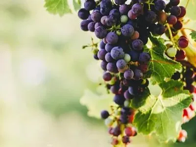 Cabins Viento Andino