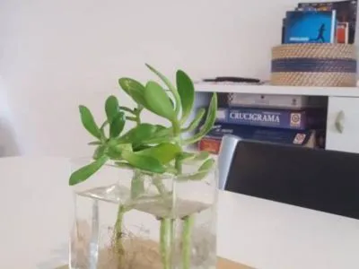 Cabañas La Casa del Eucaliptus