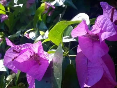 Hoteles 3 estrellas Hotel Caraguata