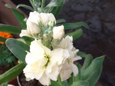 Hostelries Hostal Italón