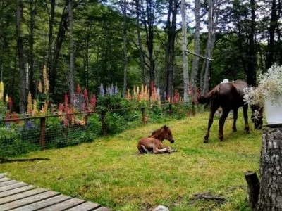 Hostels Bosque Holístico