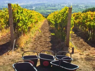 Bodegas Patagonian Wines