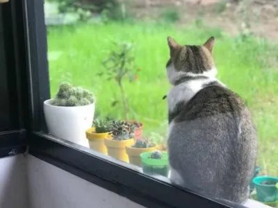 Cabins Montserrat Guesthouse