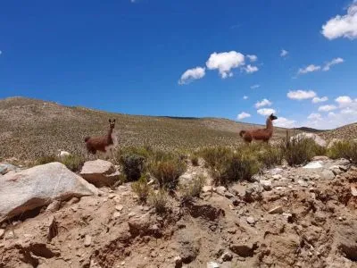Cabañas Casita Purma