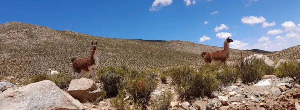 Cabañas Casita Purma