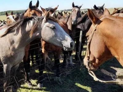 Horseback Riding Trips Raices