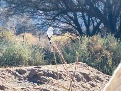 El Bañado Tinogasta Wildlife Observation  in  Tinogasta