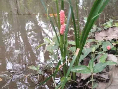 Campings Agrestes Eco Camping Yacaratia Iguazu 